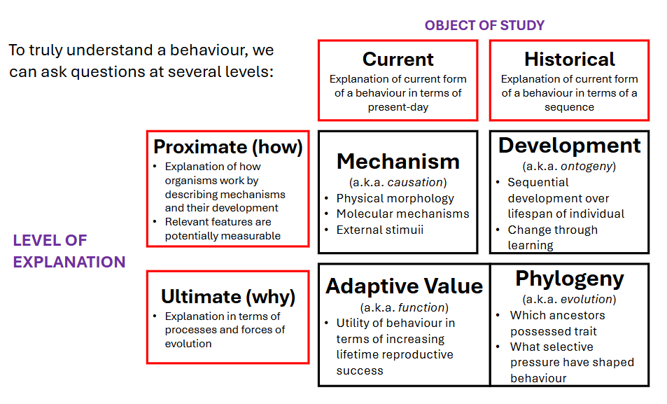 <p>Proximate: how or why an organism behaves (mechanism + ontogeny)</p><p>Ultimate: How or why that behaviour evolved (phylogeny + adaptive value)</p>