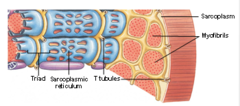 <p>The cytoplasm of a muscle fiber, containing organelles, myofibrils, glycogen reserves, and myoglobin.</p>