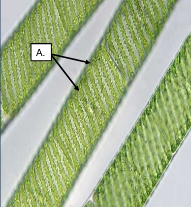 <ol><li><p>What is the name of the filamentous, colonial green algae seen here?</p></li><li><p>Is this algae autotrophic or heterotrophic?</p></li><li><p>What is the name of the structure at letter A?</p></li></ol><p></p>