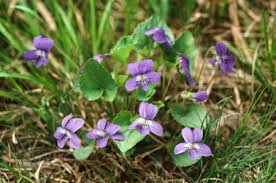 <p><strong>(<em>Viola septentrionalis</em>)</strong> – Low-growing violet with heart-shaped leaves and blue to purple flowers; found in woodlands and shaded habitats. <strong>Autotroph; often mycorrhizal.</strong><br><strong>Uses:</strong> Edible leaves and flowers; ornamental; supports pollinators and butterfly larvae.</p>