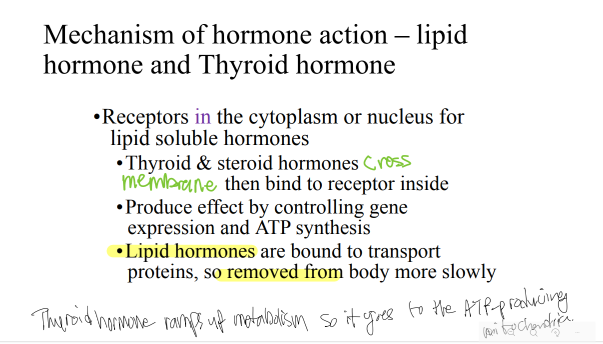 <p>Lipid hormone and thyroid hormone produce effects by controlling what?</p>