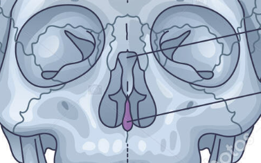 <p>thin, unpaired bone located in the midline of the nasal cavity forming the nasal septum. </p>