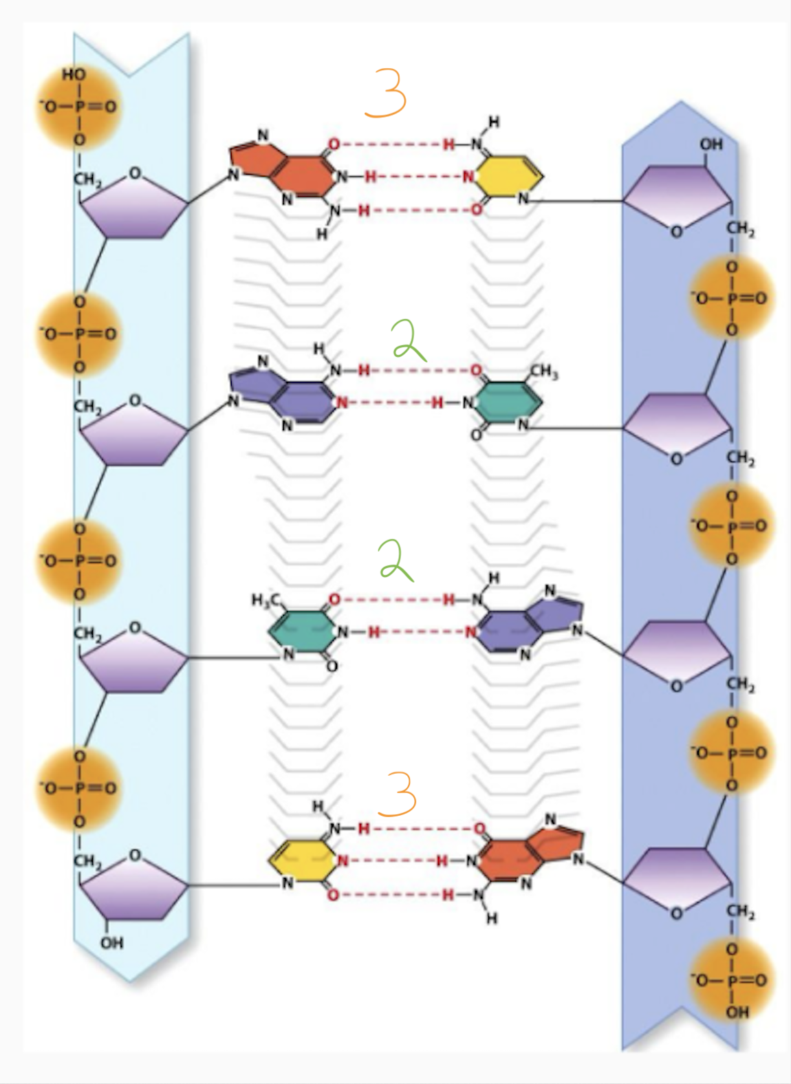 <p>Purines (A &amp; G) and based with Pyrimidines (T &amp; C uracil in rna)<br><br>%Adenine = %Thymine → T base pairs = 2H bonds</p><p>%Guanine = %Cytosine → C base pairs = 3H bonds<br><br></p>