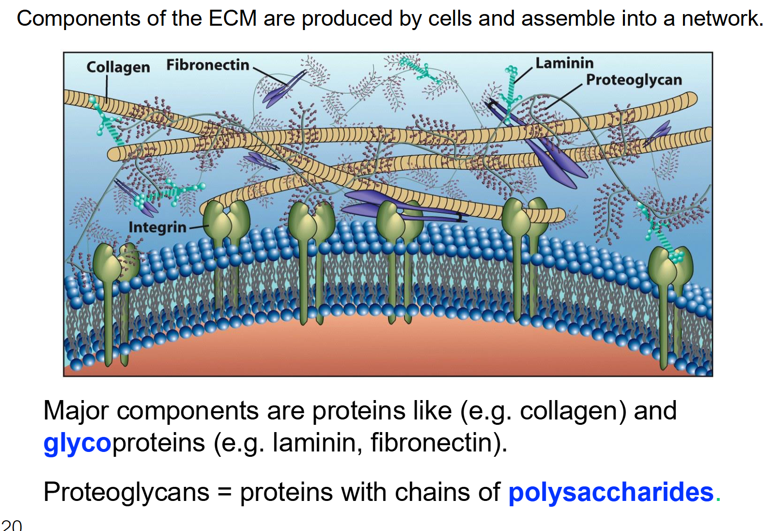 <ul><li><p>The ECM is an organized network of molecules (like proteins and carbohydrates) that cells produce and then "spit out" into the space around them. </p></li><li><p>It is a complex meshwork that connects cells into <strong>communities</strong> to form tissues like skin, bone, or muscle.</p></li><li><p>Key Components:</p><ul><li><p><strong>Fibers (like Collagen):</strong> These provide strength. Think of them as the steel cables in a bridge.</p></li><li><p><strong>Glycoproteins &amp; Proteoglycans:</strong> These are proteins with sugar chains attached. They help with hydration and trapping signaling molecules.</p></li><li><p><strong>Anchor Proteins (Integrins):</strong> These are membrane proteins that physically "anchor" the inside of the cell (the cytoskeleton) to the ECM outside. This creates a continuous physical link between the cell and its environment</p></li></ul></li></ul><p></p>
