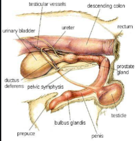 <ul><li><p>Curved angle</p></li><li><p>Catheter must make it around pelvic flexure</p></li><li><p>Will feel catheter as it passes</p></li></ul><p></p>
