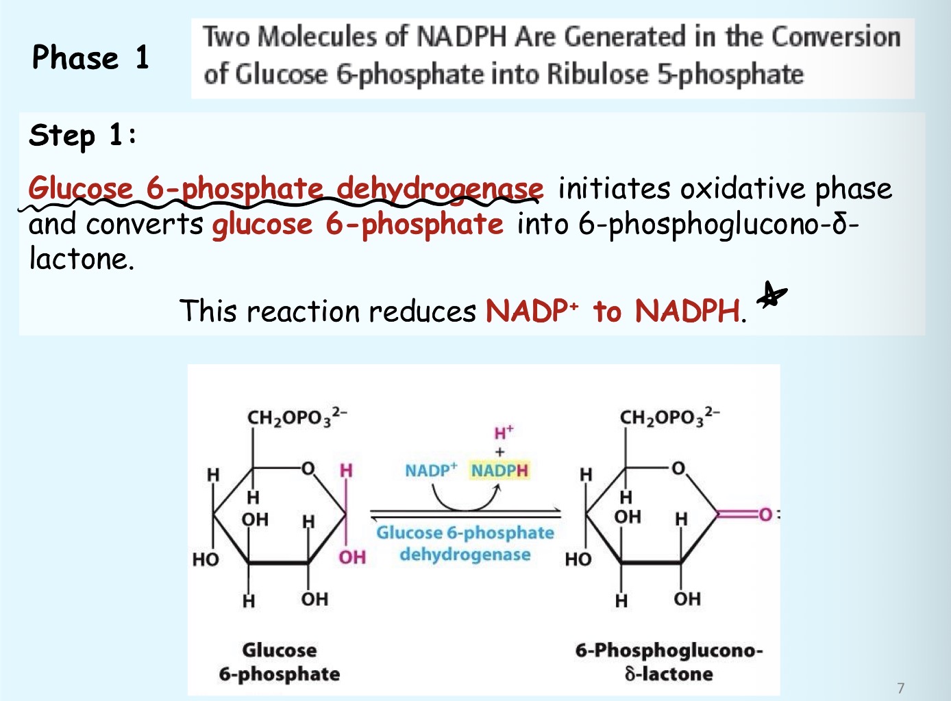 <p>Glucose-6-phosphate dehydrogenase initiates oxidative phase and converts glucose-6-phosphate into 6-phosphoglucono-lactone</p>