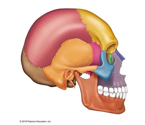 <p>What is near the ear (orange)?</p>