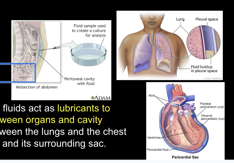 <p>Pleural fluid, Pericardial fluid, <span style="background-color: transparent;">Peritoneal fluid</span></p><p><span style="background-color: transparent;">These specialized fluids act as lubricants to reduce friction between organs and cavity walls, such as between the lungs and the chest cavity or the heart and its surrounding sac.</span></p>