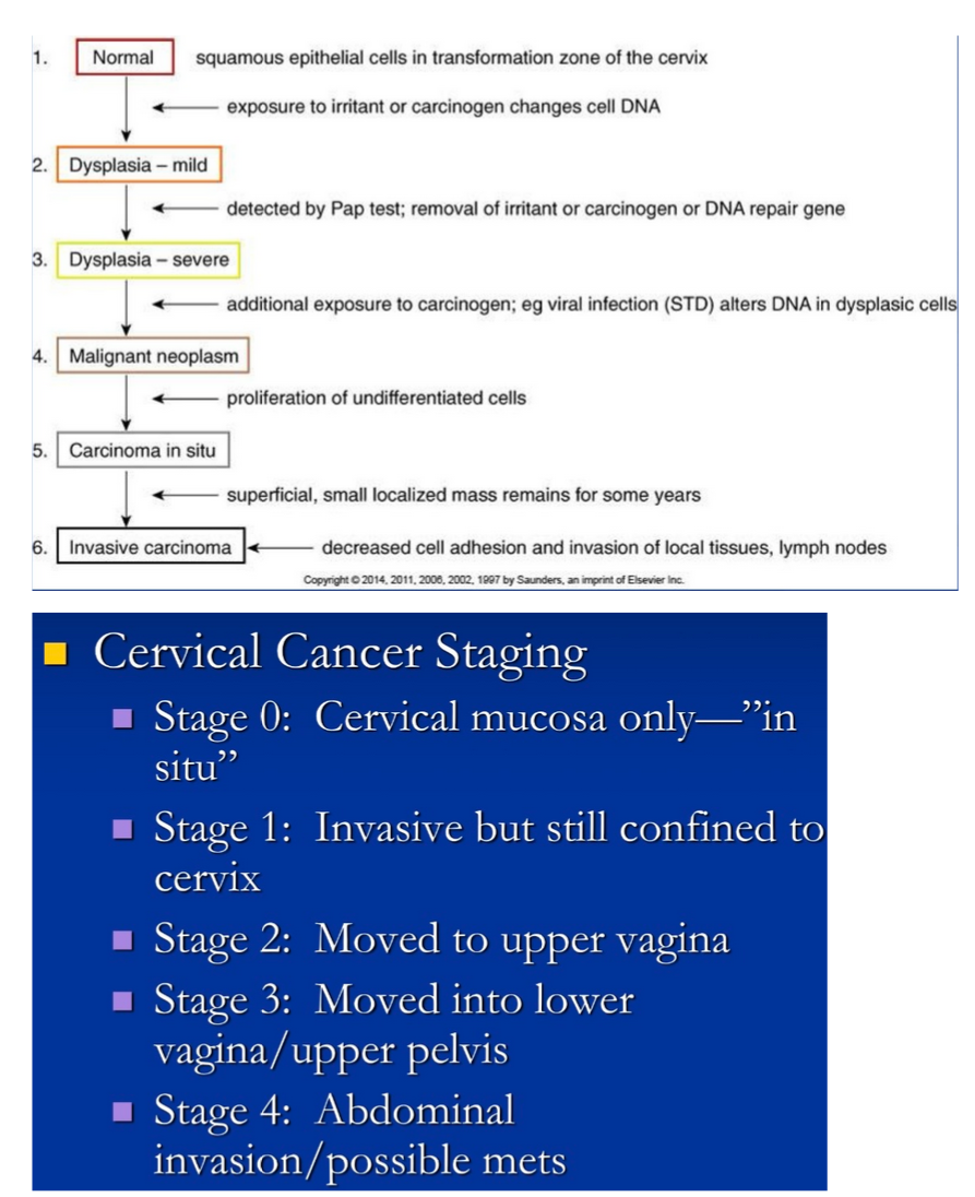 <p><span style="background-color: transparent;">Death rate has decreased by 74% with pap smear screenings, average onset for it in situ is 35 years of age, graded from 1-3, staged from 0-4, early changes consist of dysplasia which progresses from mild to severe, strongly linked to oncogenic STDs (HSV2 and HPV), is asymptomatic in early stage</span></p>
