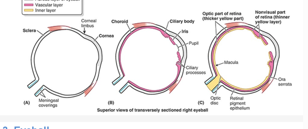 <ul><li><p>fibrous layer = outer coat</p><ul><li><p>consists of sclera &amp; cornea</p></li></ul></li><li><p>vascular layer = middle coat</p><ul><li><p>consists of choroid, ciliary body, &amp; iris</p></li></ul></li><li><p>inner layer = inner coat</p><ul><li><p>consists of retina (optic &amp; nonvisual part)</p></li></ul></li></ul><p></p>