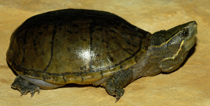 <p>Common/Eastern Musk Turtle or Stinkpot (<em>Sternotherus odoratus</em>)</p>