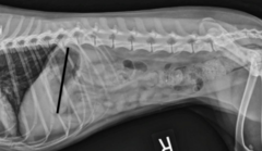 <p>What is being shown with the black line?</p>