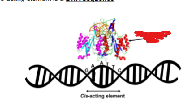 <p>what are transacting factors usually </p>