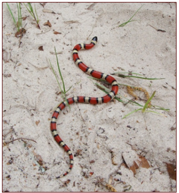 <p>nonvenomous (red touches black)</p>