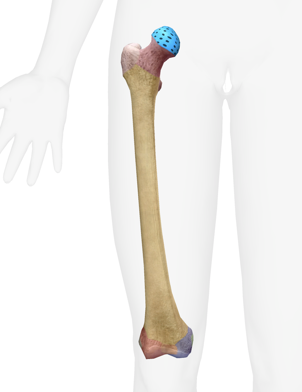 <p>What is this part of the femur </p>
