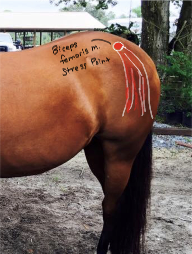 <p>Biceps Femoris muscle; flexes stifle and hock, and extend and abduct the limb in retraction.</p>