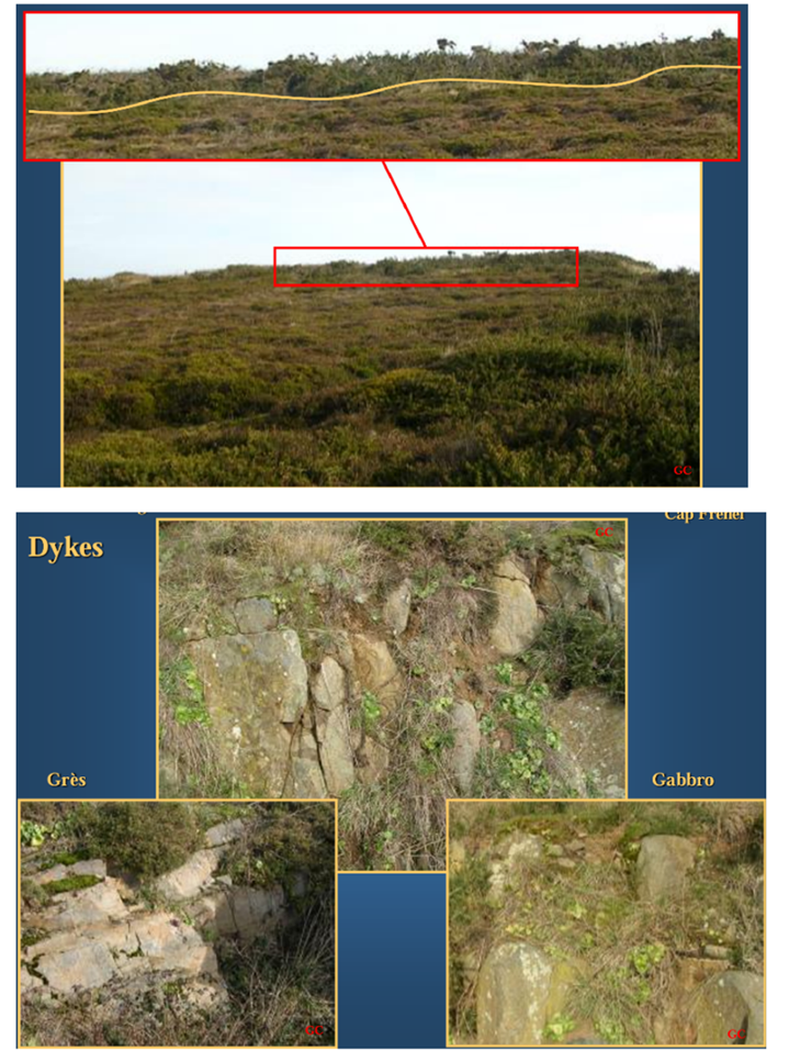 <p>Le Cap Fréhel montre très bien l’influence du substrat géologique sur la végétation. Le substrat principal y est un grès rose acide, sur lequel se développe une lande basse dominée par les bruyères et les callunes. Mais un dyke basaltique traverse localement cette lande, modifie la nature du sol, et provoque un changement visible de la végétation sur une faible distance. Le dyke magmatique qui traverse la lande n’a pas la même composition que le grès environnant. Le sol qui en dérive est donc légèrement différent, ce qui suffit à modifier la végétation. Même sur quelques mètres, on peut ainsi observer une frontière nette entre deux communautés végétales. La lande du Cap Fréhel est dominée par les bruyères et les callunes parce que le substrat principal y est un grès rose acide, qui donne un sol acide. Les bruyères et les callunes sont précisément des plantes bien adaptées à ces conditions pauvres et acides, ainsi qu’au climat venteux et à l’exposition du littoral.</p>