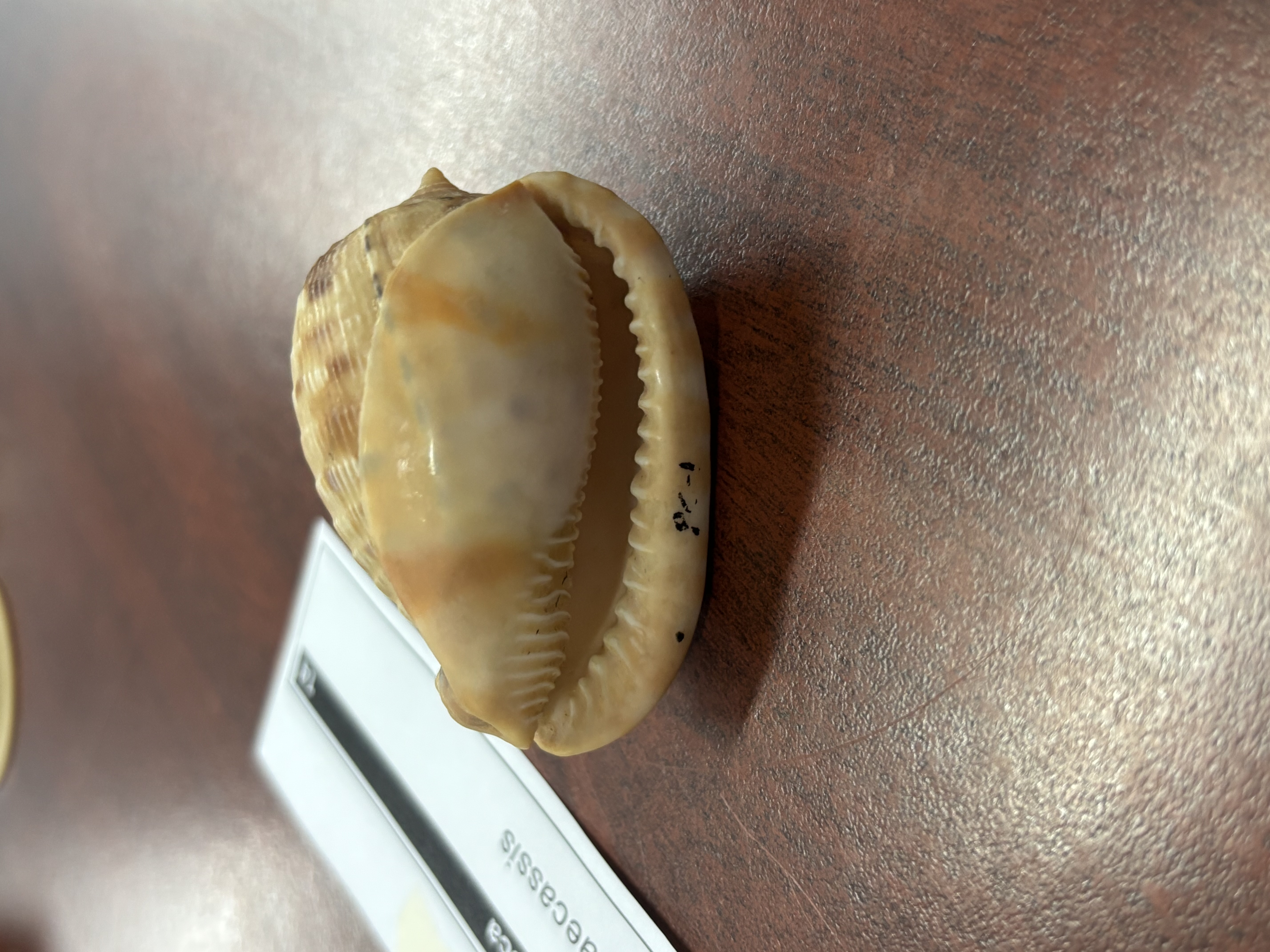 <p><strong>FILO<br>CLASE</strong><br><strong>SUBCLASE</strong><br><strong>ORDEN</strong><br><strong>FAMILIA</strong><br><strong>GÉNERO</strong><br><strong>NOMBRE COMÚN<br>CARACTERÍSTICAS</strong><br><strong>RÁDULA<br>ALIMENTACIÓN <br>HÁBITAT</strong></p>