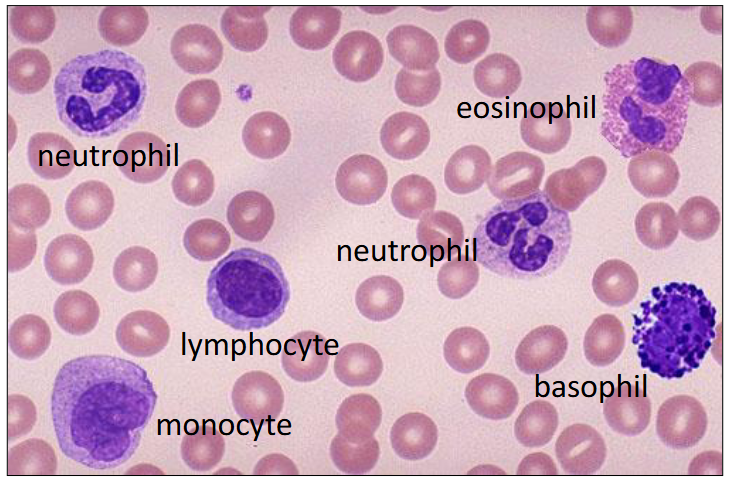 <p>- Leuco = white</p><p>- Cyte = cells</p><p>.</p><p>- the colours are as seen in a blood smear after Romanovsky staining</p>