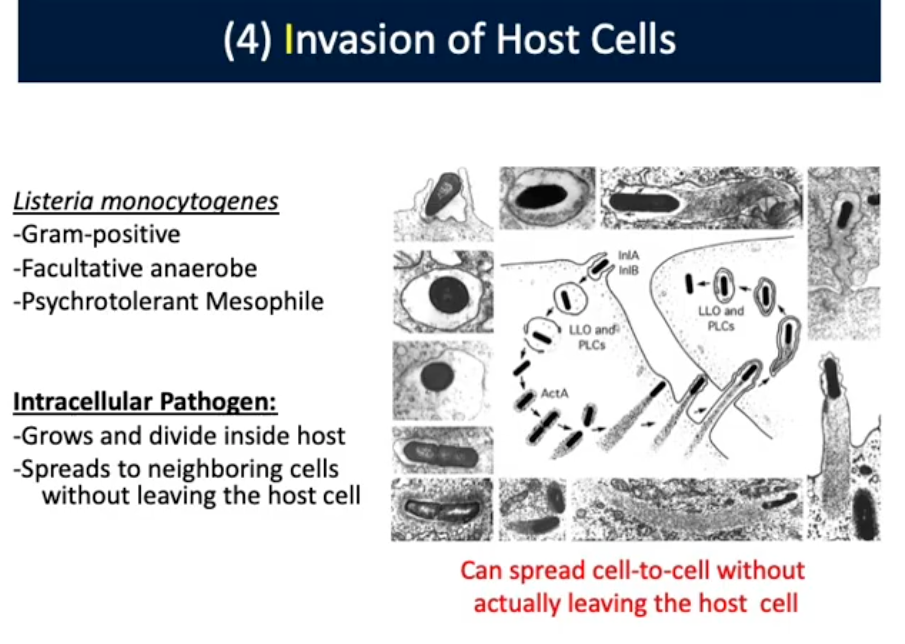 <p>Intracellular Pathogen (Invasion/4th Mechanisms of Pathogenesis)</p>