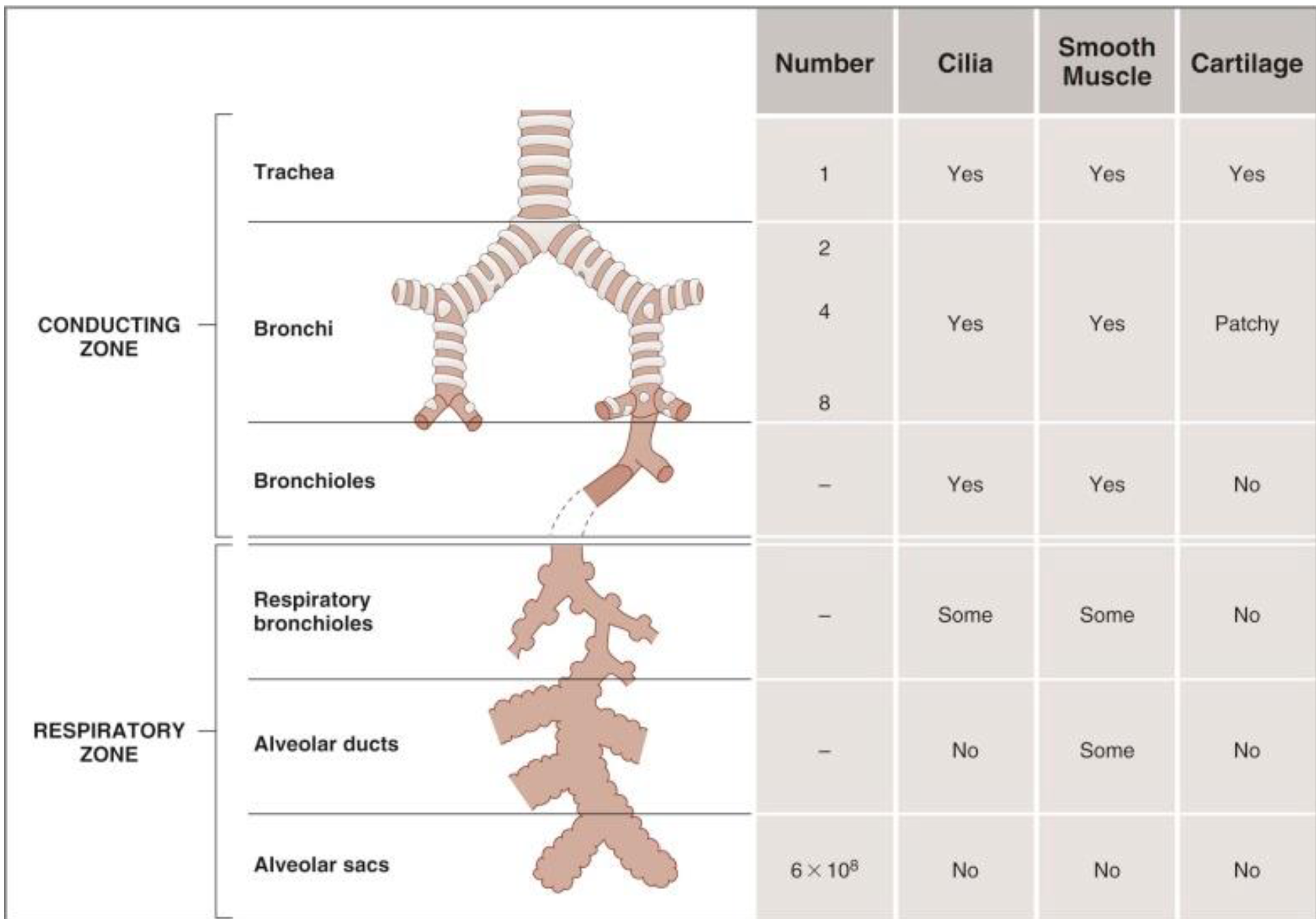 <p>Goes Aways</p><ul><li><p>Cartilage → After Bronchi</p></li><li><p>Cilia → After Respiratory Bronchioles</p></li><li><p>Smooth Muscle → After Alveolar Ducts</p></li></ul><p></p>