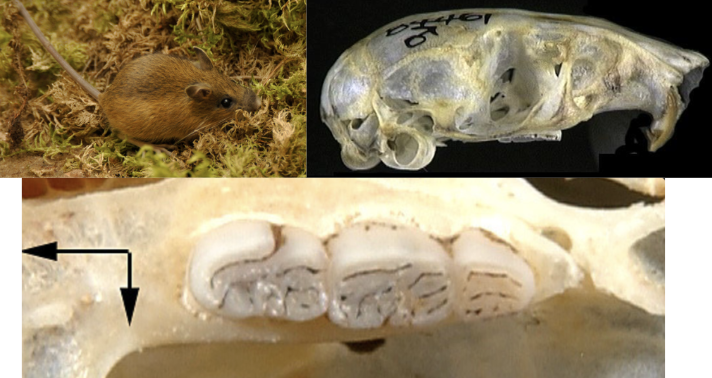 <p>What suborder, family, genus, and species?</p>