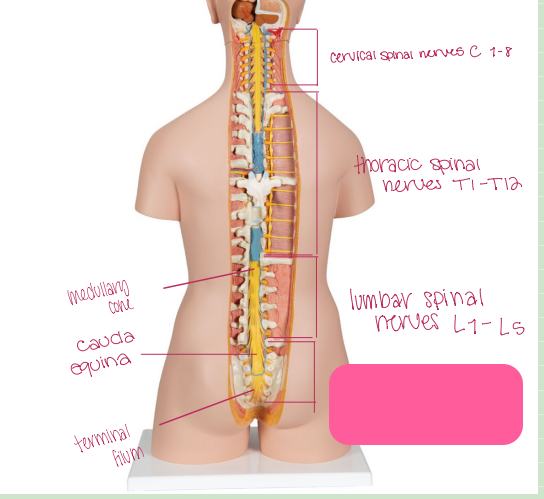 <p>What is being shown? </p>