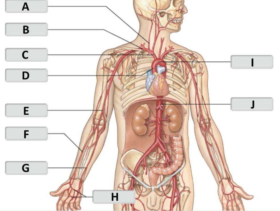 <p>ascending aorta</p>