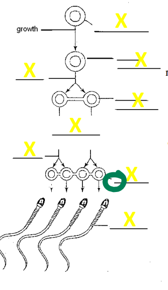 <p>Name the cell </p>