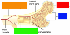 <p>Identify the cartilage at the end of the bone (blue).</p>