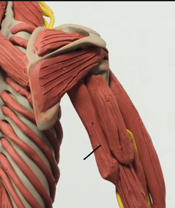 <p>Location: inner back of upper arm</p>