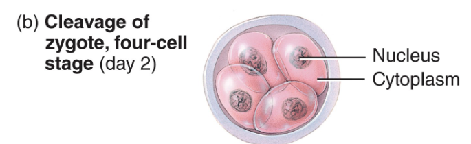 <p>by 2nd day after fertilization, 2nd cleavage is completed, yielding <strong><u>4 cells</u></strong></p>