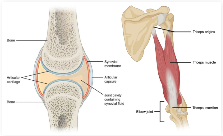 <p>Meeting points between <strong>two </strong>or <strong>more bones</strong></p><ul><li><p><strong>Vascularized</strong>, <strong>innervated</strong>, and contains <strong>connective tissue</strong></p></li><li><p><strong>Muscles </strong>can <strong>generate movement </strong>at joints</p></li><li><p><strong>Muscles </strong>originate on <strong>one side </strong>of a joint, <strong>insert </strong>onto the <strong>bone</strong>(s) on the opposite side of the joint, and contract to <strong>generate movement</strong></p></li></ul><p></p>