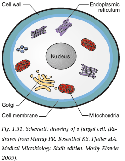 <p>Jästsvampar (t.ex. candida) är eukaryota organismer som är större än bakterier och kan fungera som opportunistiska patogener. Jästsvampar delar sig via budding → Modercell knoppar av en mindre dottercell</p><img src="https://assets.knowt.com/user-attachments/a59c5305-dde6-4fad-9d79-dffc1c9436c3.png" data-width="100%" data-align="center"><img src="https://assets.knowt.com/user-attachments/fafdd5d8-8f4b-4212-96d4-7f02933b09cc.png" data-width="100%" data-align="center"><p></p>