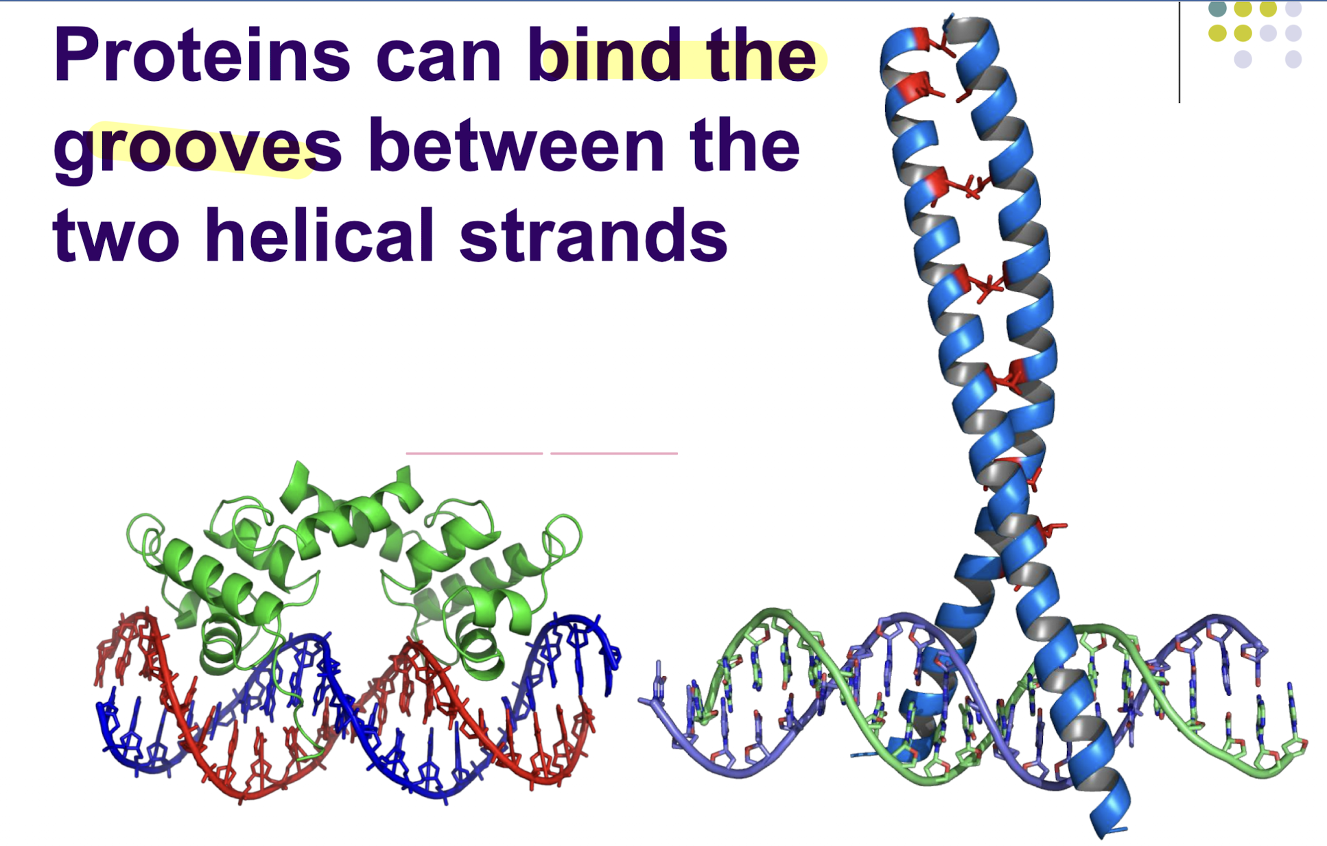 <p>Same as major groove, allows proteins to bind with the helical grooves in between DNA strands (fits perfect) through H-bonding with non Watson/Crick functional groups in the DNA</p>