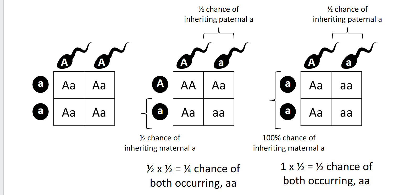 <p>A Punnett square:</p><p>- Lists the possible gametes from each parent</p><p>- Combines parental gametes to show possible offspring genotypes</p><p>- Predicts genotype and phenotype probabilities for offspring</p><p>It does not guarantee the outcome of any individual pregnancy; it gives expected probabilities.</p>