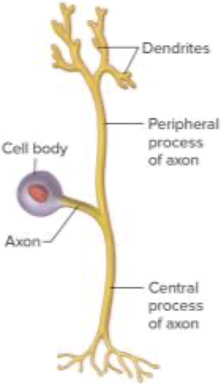 <p>One cell body and only one process, axon - this bifurcates into peripheral process (dendtrites) and central process (axon terminals)</p><p>Dendrites connected to sensory receptors, axon terminals to CNS</p><p>Sensory neurons</p>