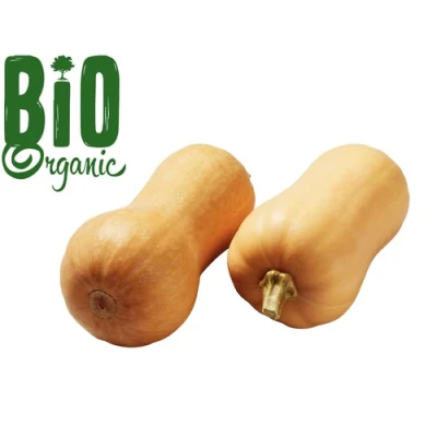 <p>Bio speisekürbis Butternut</p>