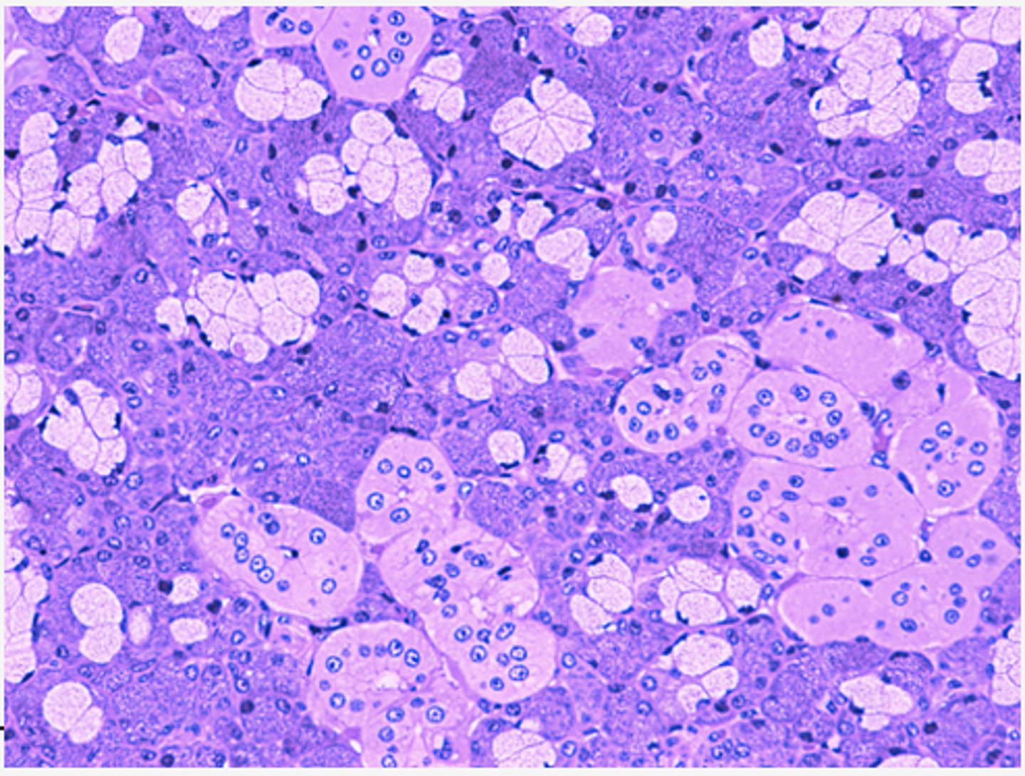 <p>Identify the organ</p>