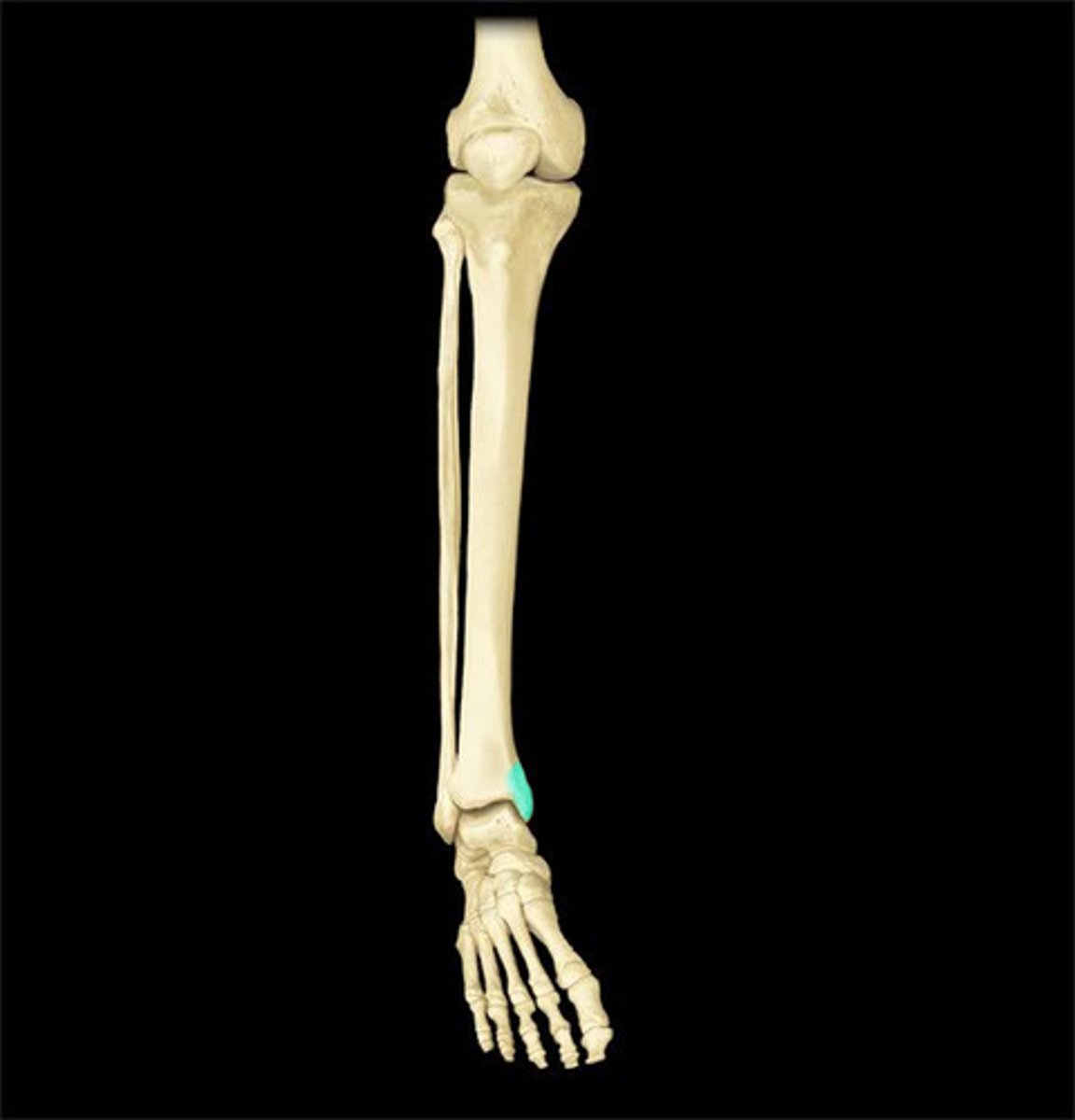 <p>tibia</p>