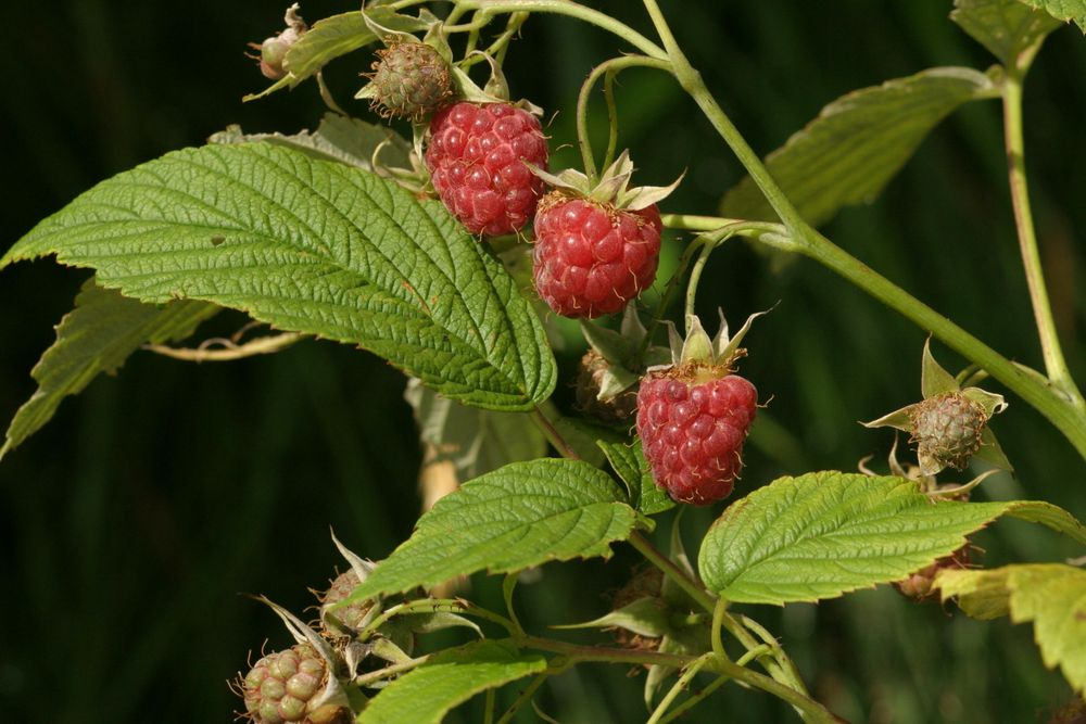 <p>Hallon  (Rosaceae)(KÄNN IGEN PÅ BLAD)   (Ljusvita bladundersidor)(småå taggar på stammen)</p>