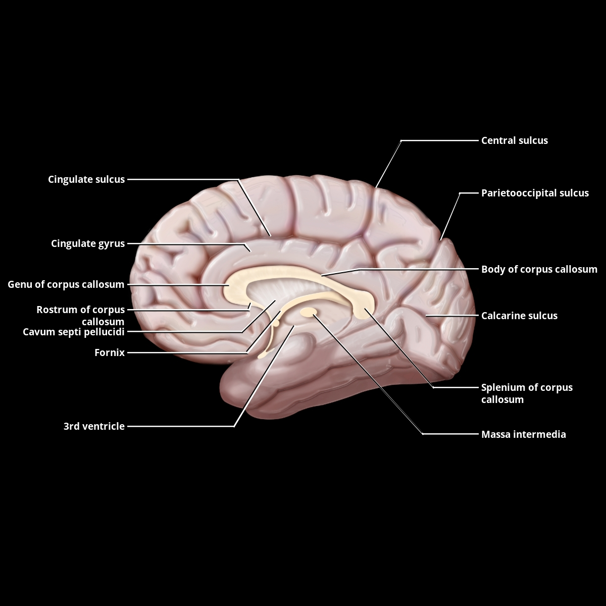 <ul><li><p><span>The cingulate gyrus starts in front, just above the corpus callosum</span></p></li><li><p><span>It runs backward along the top of the corpus callosum</span></p></li><li><p><span>At the back, it curves around the splenium (the posterior end of the corpus callosum)</span></p></li><li><p><span>It then continues through the isthmus and becomes the parahippocampal gyrus on the lower medial surface</span></p></li></ul><p></p>