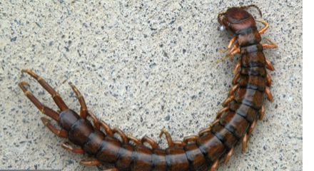 <p>what is the phylum/subphylum and class of this organism</p>