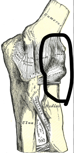 <p>What joint is this within the <strong>Upper-Appendicular Skeleton?</strong></p>