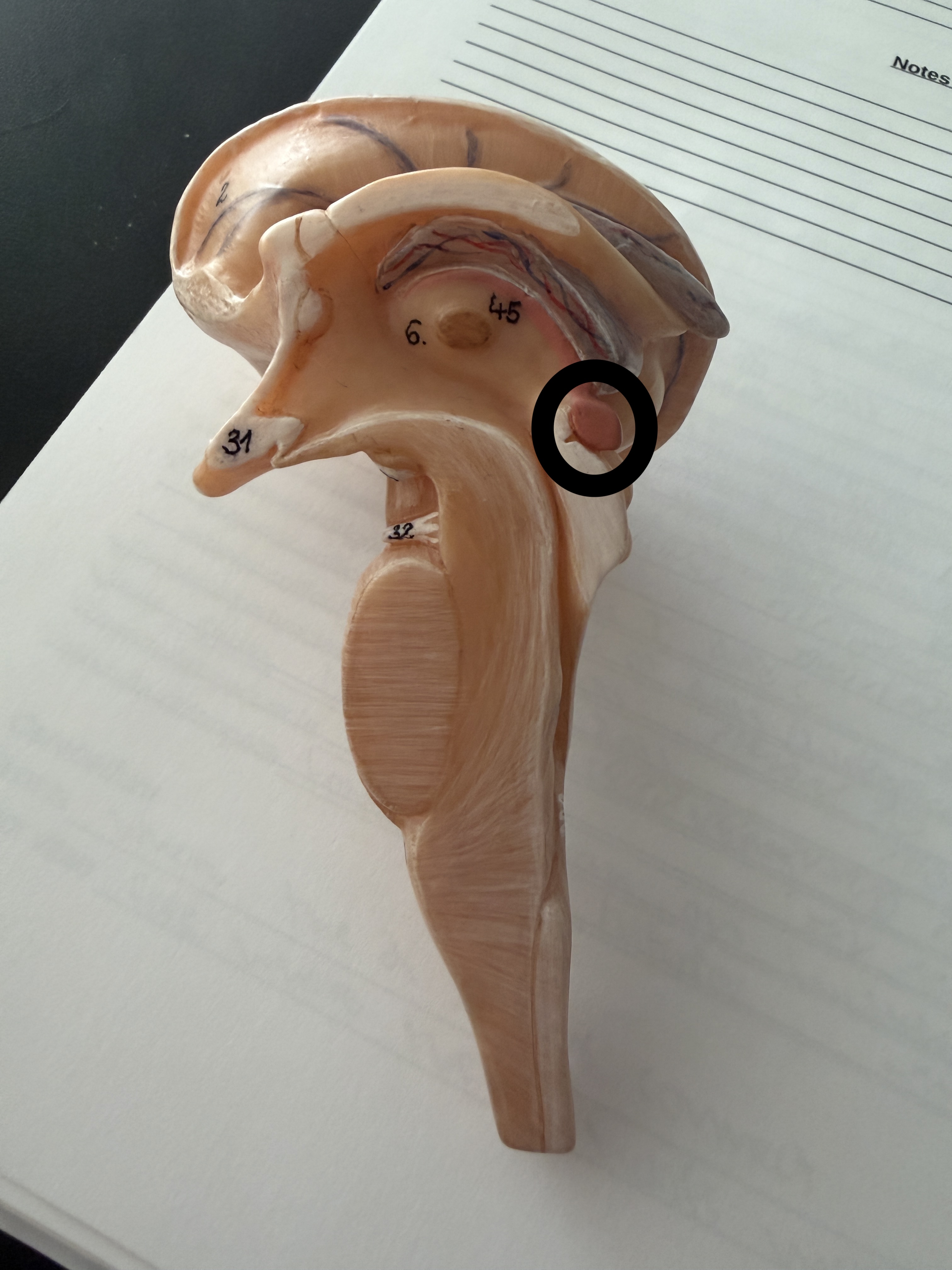 <p>Just the lobed end</p><p></p>