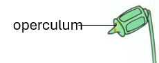 <p>What is the operculum?</p>