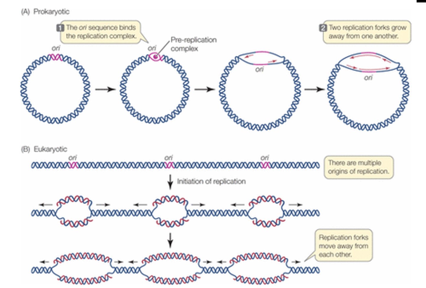 <p>Contained in the cytoplasm (in the nucleoid region), organized into one chromosome, and exists in a ring</p>