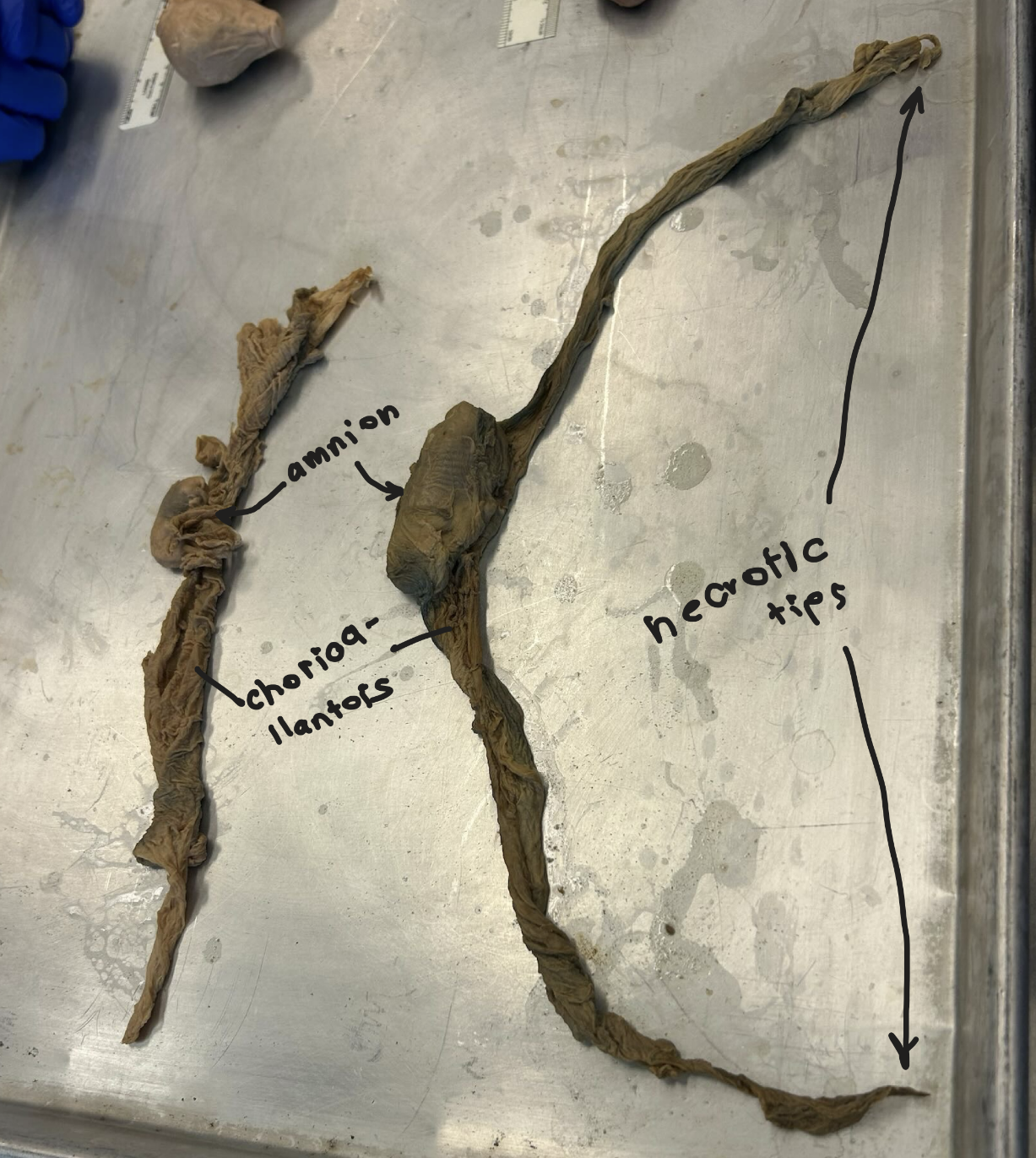 <p>Pigs (diffuse placenta)</p><p>Corioallantois is outside fetus + is vascular</p><p>Necrotic tips on ends</p><p>Amnion directly on fetus</p>
