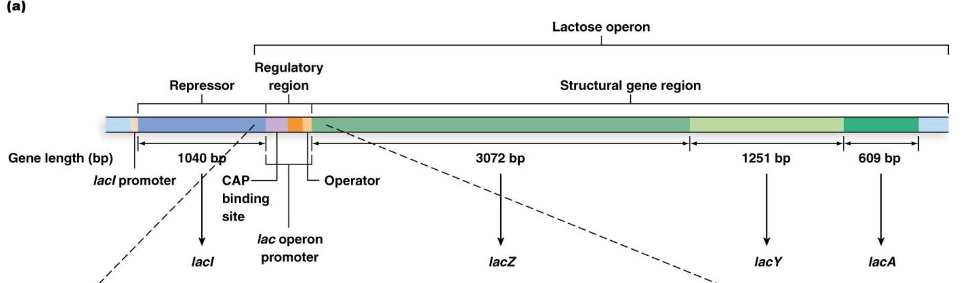 <p>The lac operon consists of a multipart regulatory region and three structural genes:</p><ul><li><p><strong>lacZ</strong>, which encodes b-galactosidase</p></li><li><p><strong>lacY</strong>, which encodes the enzyme lactose permease</p></li><li><p><strong>lacA</strong>, which encodes transacetylase</p><ul><li><p>This means they are transcribed as a single, <strong>polycistronic mRNA</strong>, which is translated to produce the three distinct polypeptides</p></li></ul></li></ul><p></p>