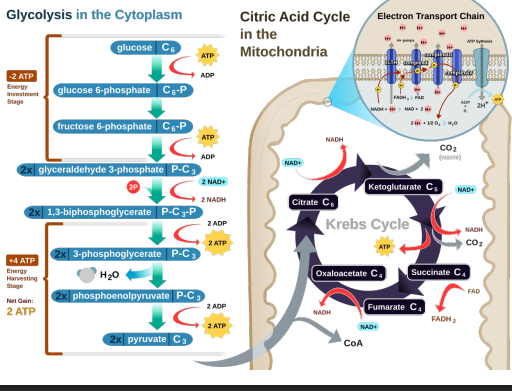 <p>Respiration – energy production?</p>